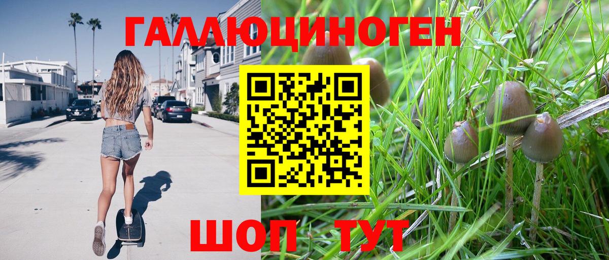 Псилоцибиновые грибы GOLDEN TEACHER  где купить   Отрадный  Вход с VPN 